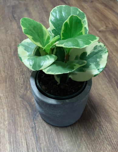 Peperomia