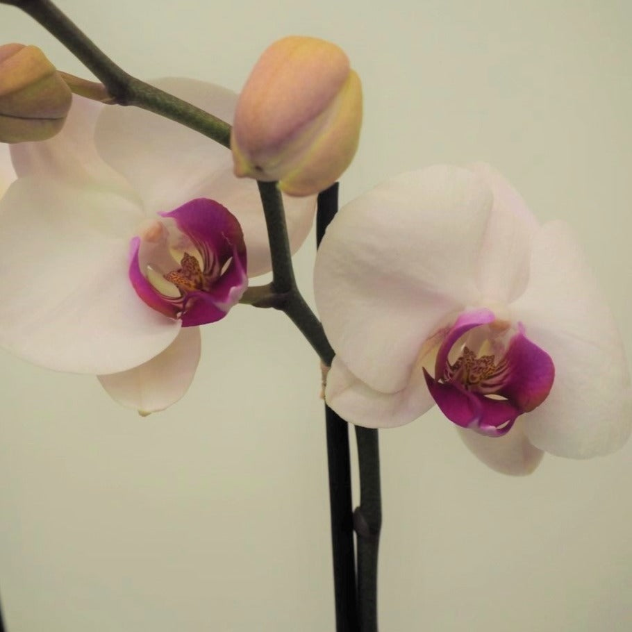 Orchidée et cache-pot