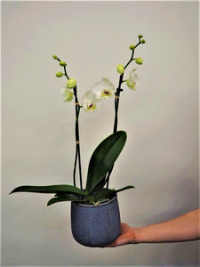 Orchidée et cache-pot