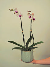 Charger l&#39;image dans la galerie, Orchidée et cache-pot